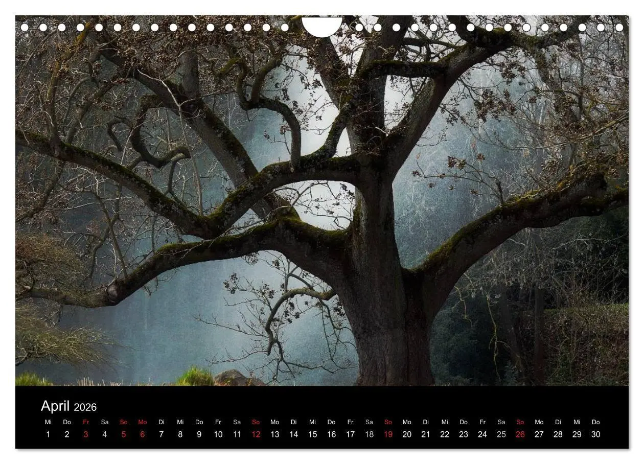 Bild: 9783516186970 | Baumporträts 2026 (Wandkalender 2026 DIN A4 quer), CALVENDO...
