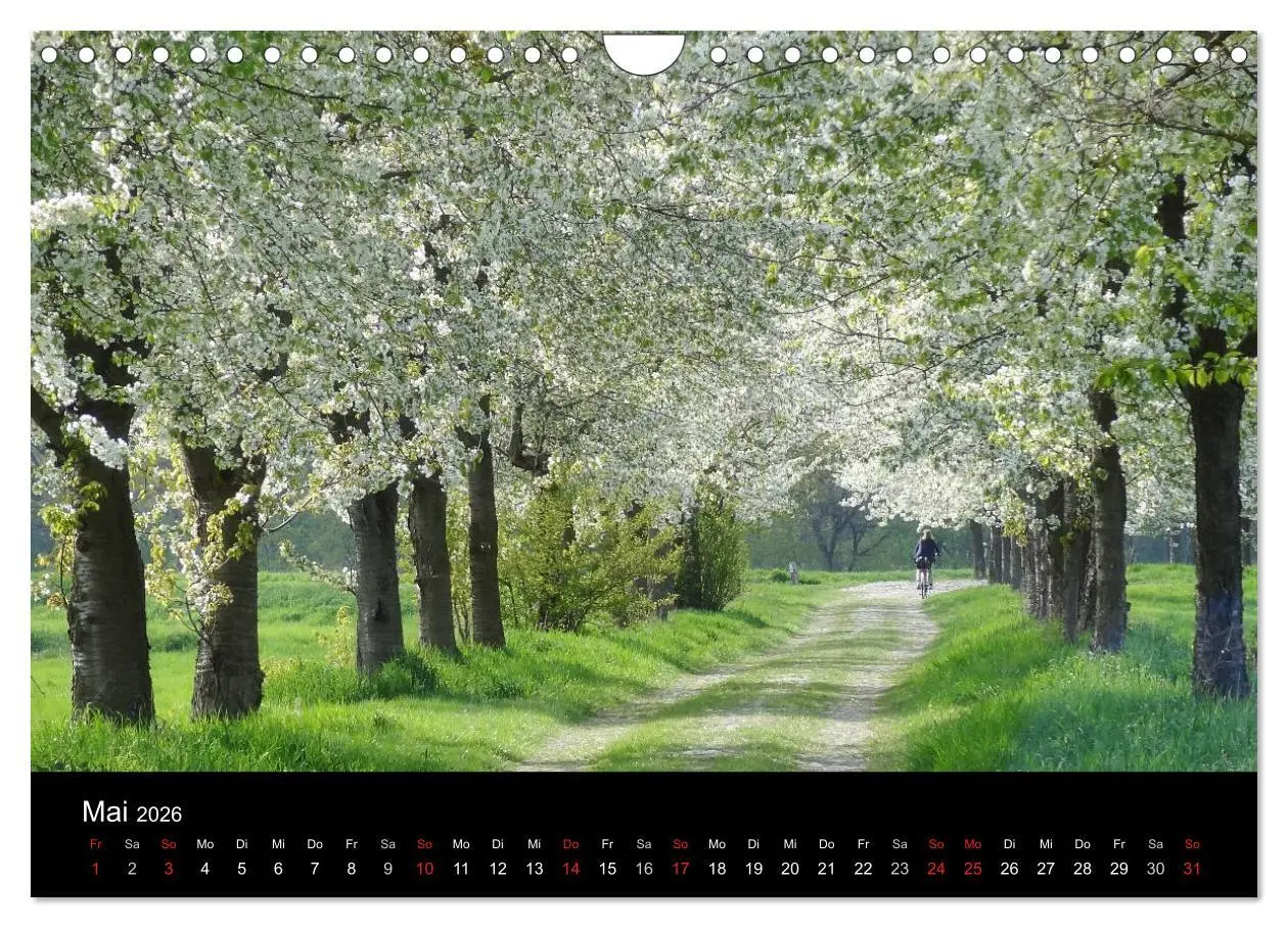 Bild: 9783516186970 | Baumporträts 2026 (Wandkalender 2026 DIN A4 quer), CALVENDO...