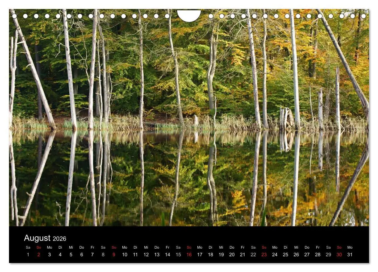 Bild: 9783516186970 | Baumporträts 2026 (Wandkalender 2026 DIN A4 quer), CALVENDO...