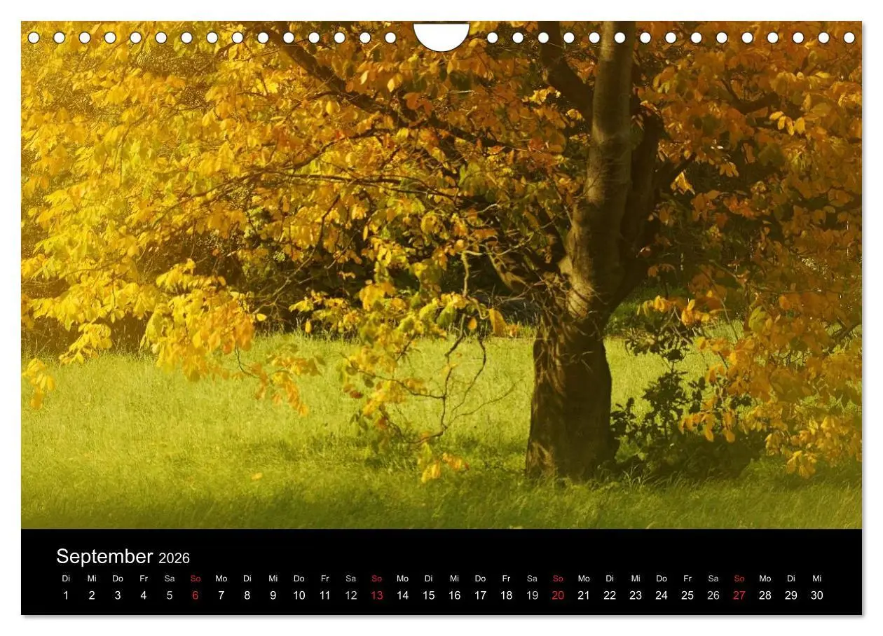 Bild: 9783516186970 | Baumporträts 2026 (Wandkalender 2026 DIN A4 quer), CALVENDO...