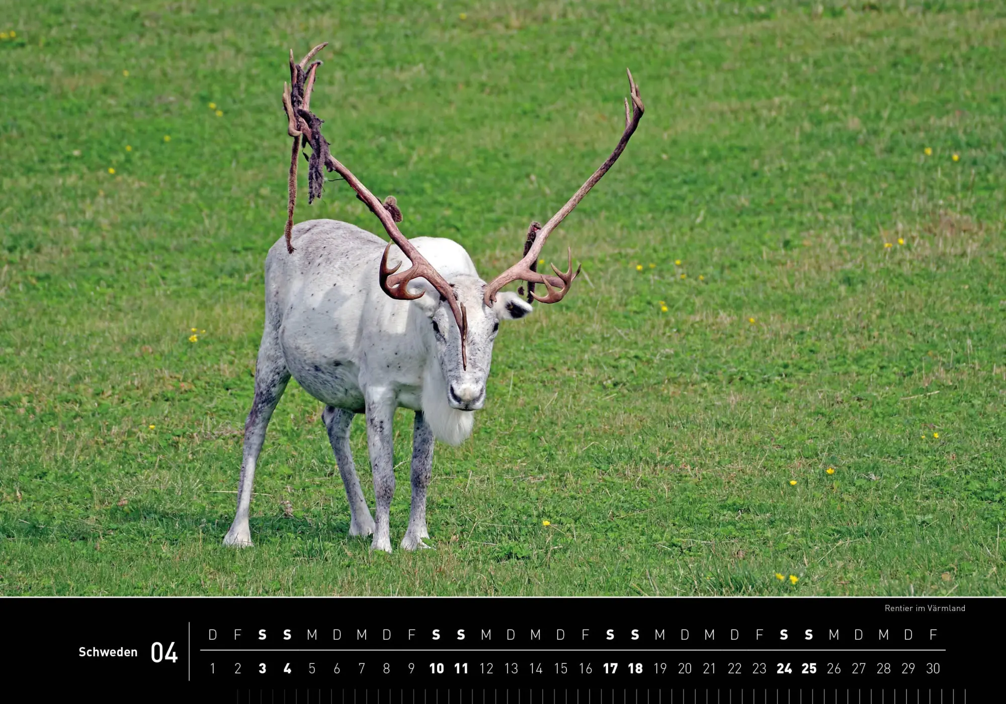 Bild: 9783968556970 | Schweden Premiumkalender 2027 | Reinhard Pantke | Kalender | 14 S.