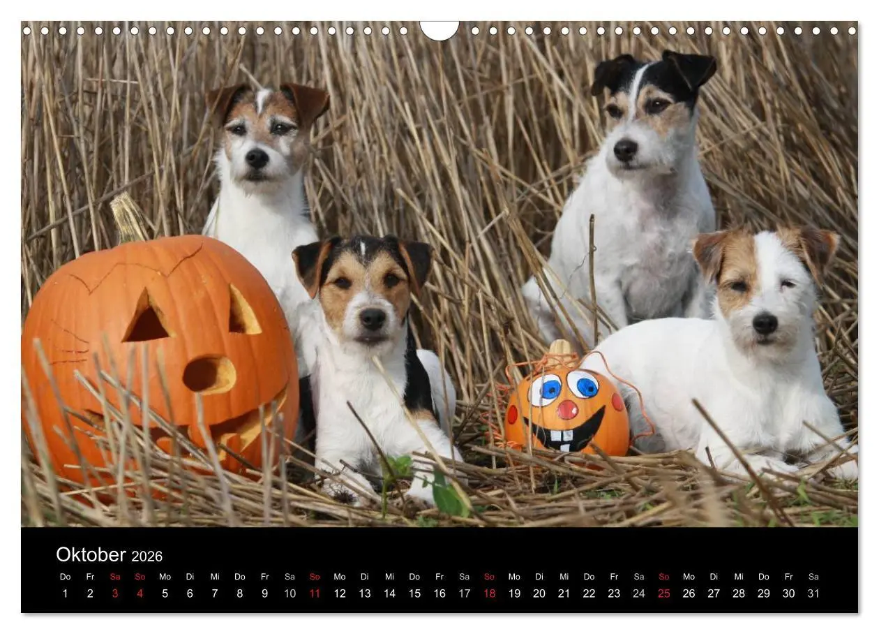 Bild: 9783457987070 | The Bravehearts und Freunde - Parson Russells (Wandkalender 2026...