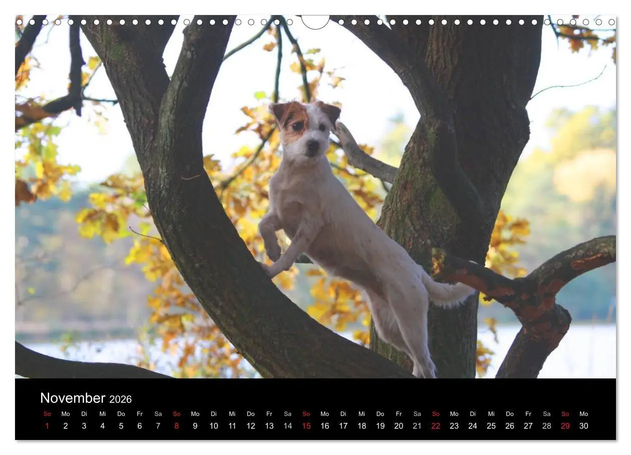 Bild: 9783457987070 | The Bravehearts und Freunde - Parson Russells (Wandkalender 2026...