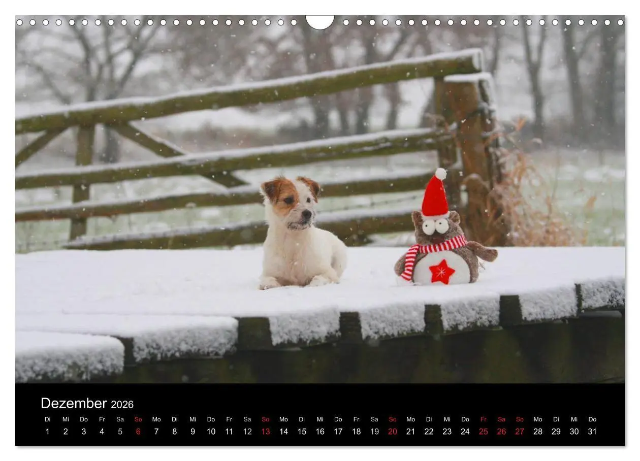 Bild: 9783457987070 | The Bravehearts und Freunde - Parson Russells (Wandkalender 2026...
