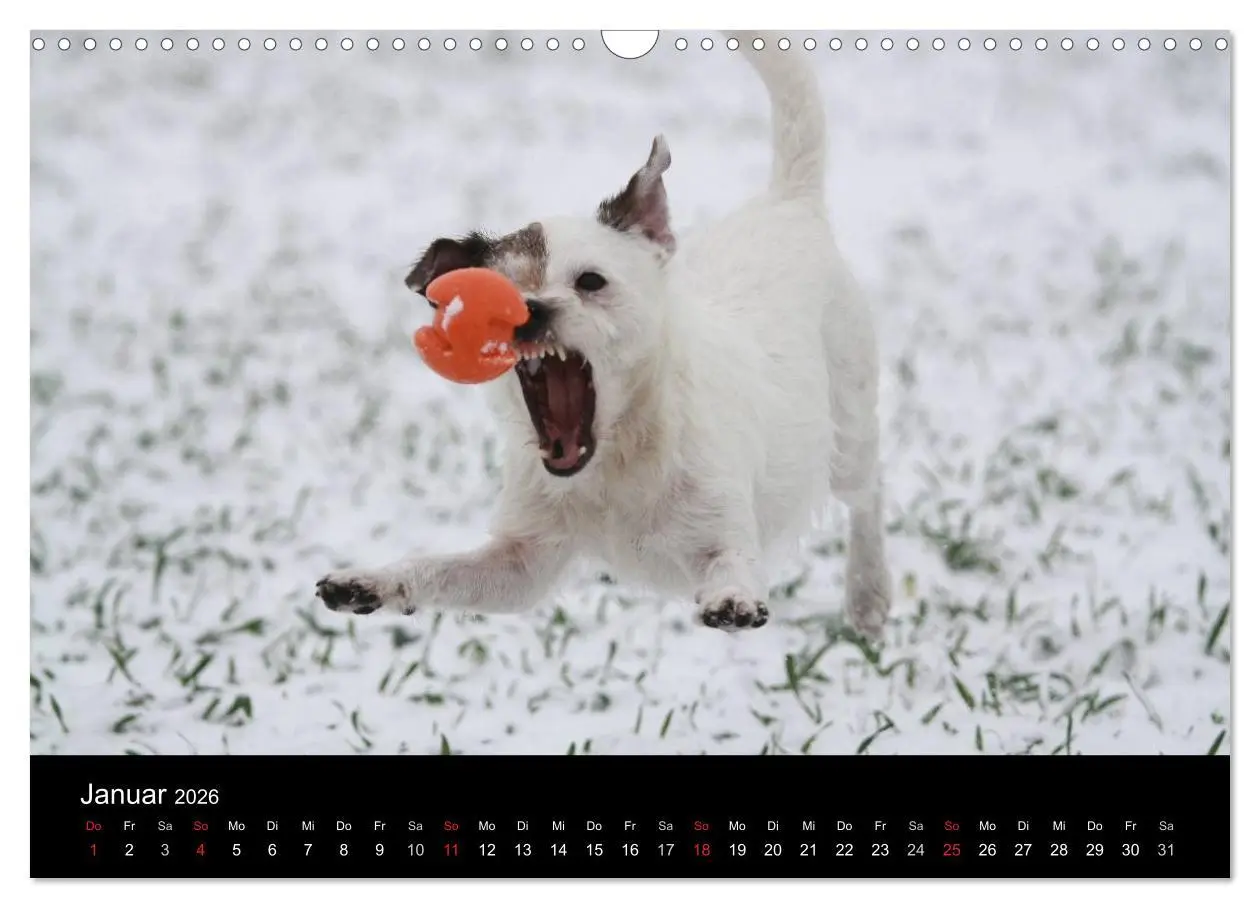 Bild: 9783457987070 | The Bravehearts und Freunde - Parson Russells (Wandkalender 2026...