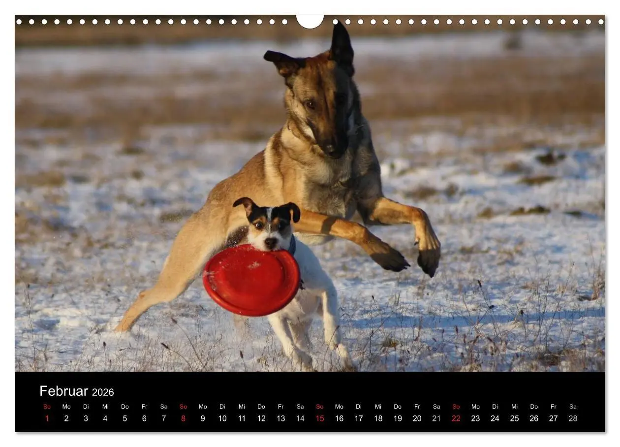Bild: 9783457987070 | The Bravehearts und Freunde - Parson Russells (Wandkalender 2026...
