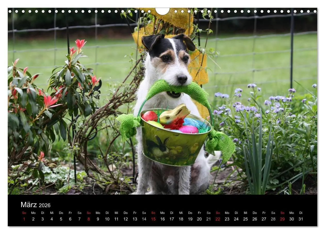 Bild: 9783457987070 | The Bravehearts und Freunde - Parson Russells (Wandkalender 2026...