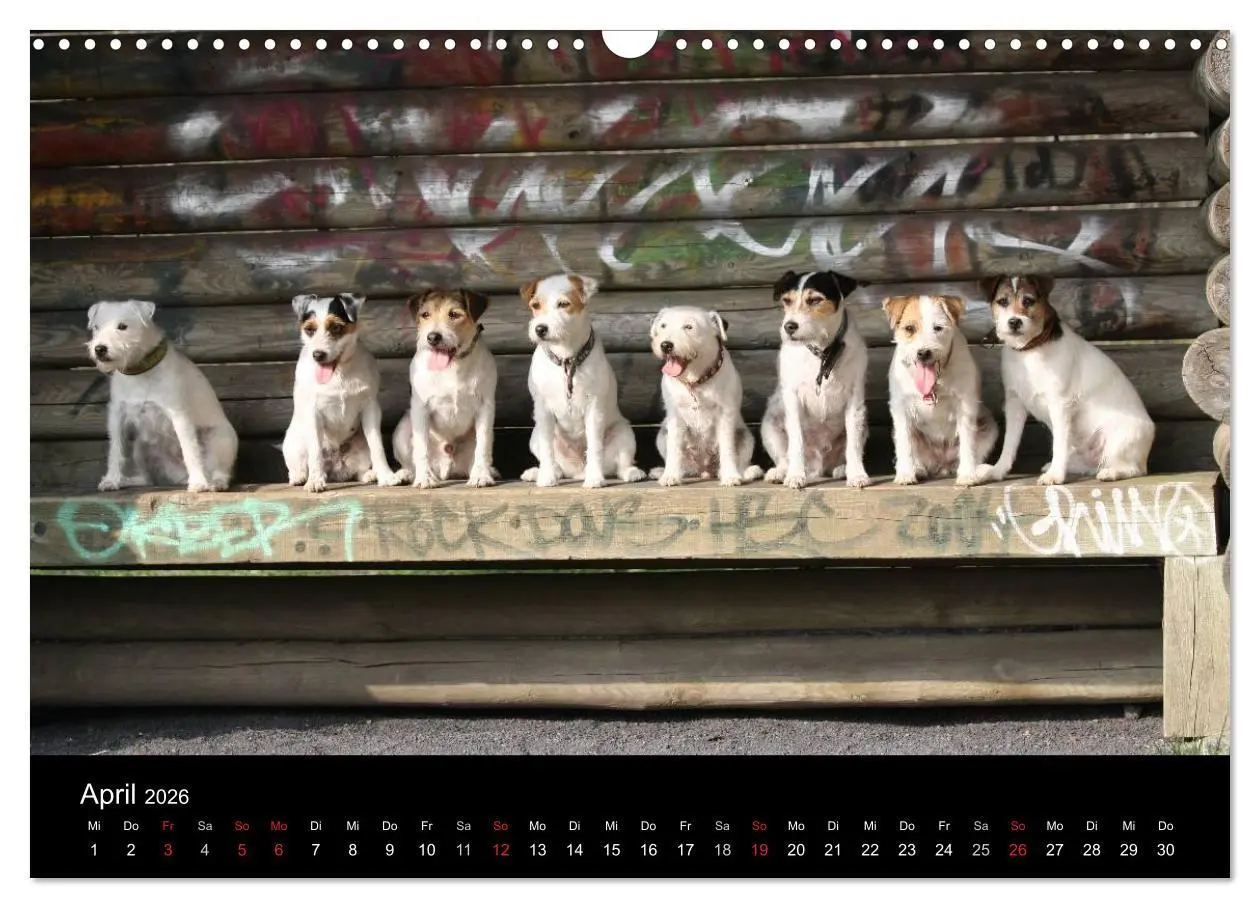 Bild: 9783457987070 | The Bravehearts und Freunde - Parson Russells (Wandkalender 2026...