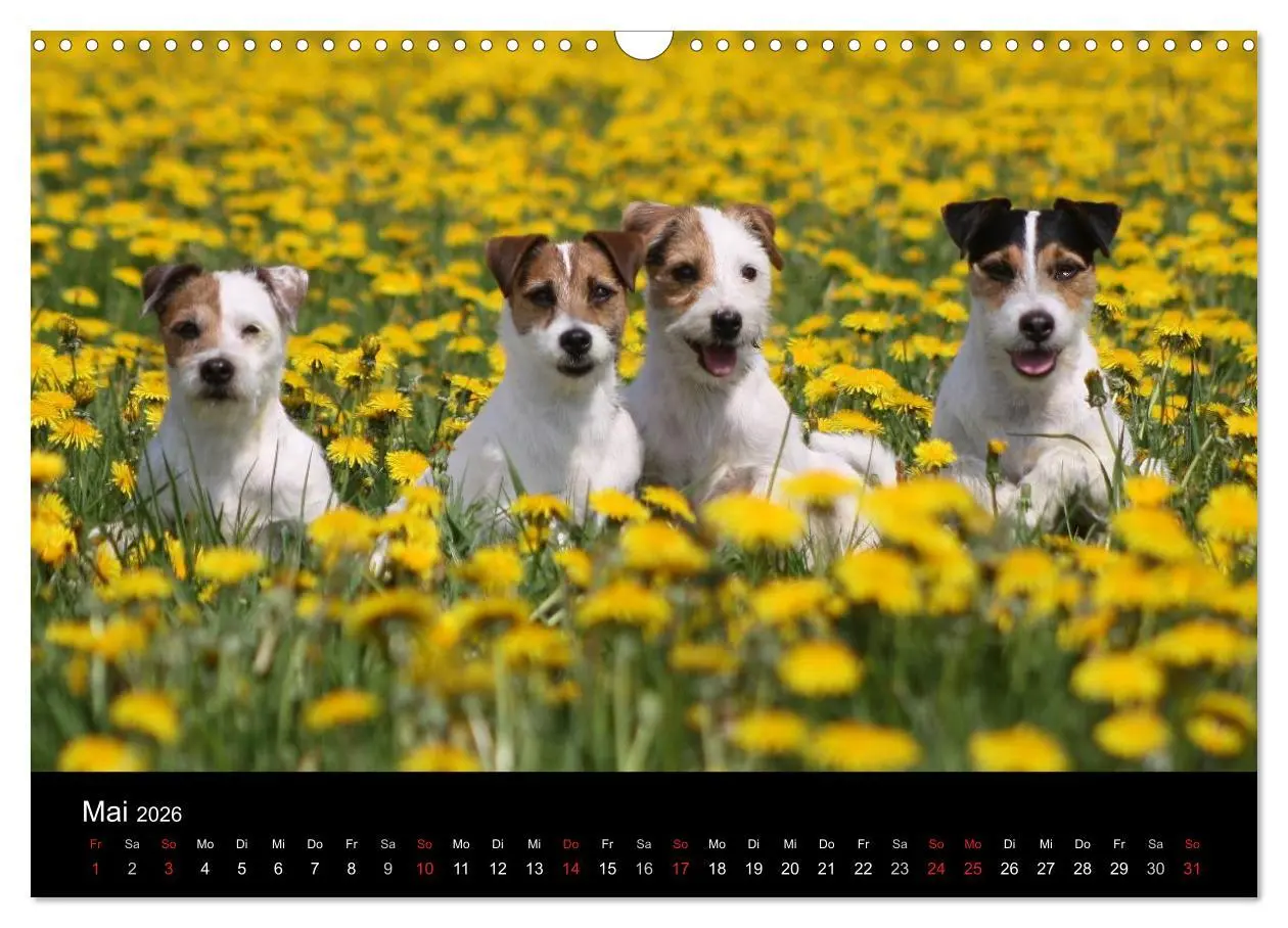 Bild: 9783457987070 | The Bravehearts und Freunde - Parson Russells (Wandkalender 2026...