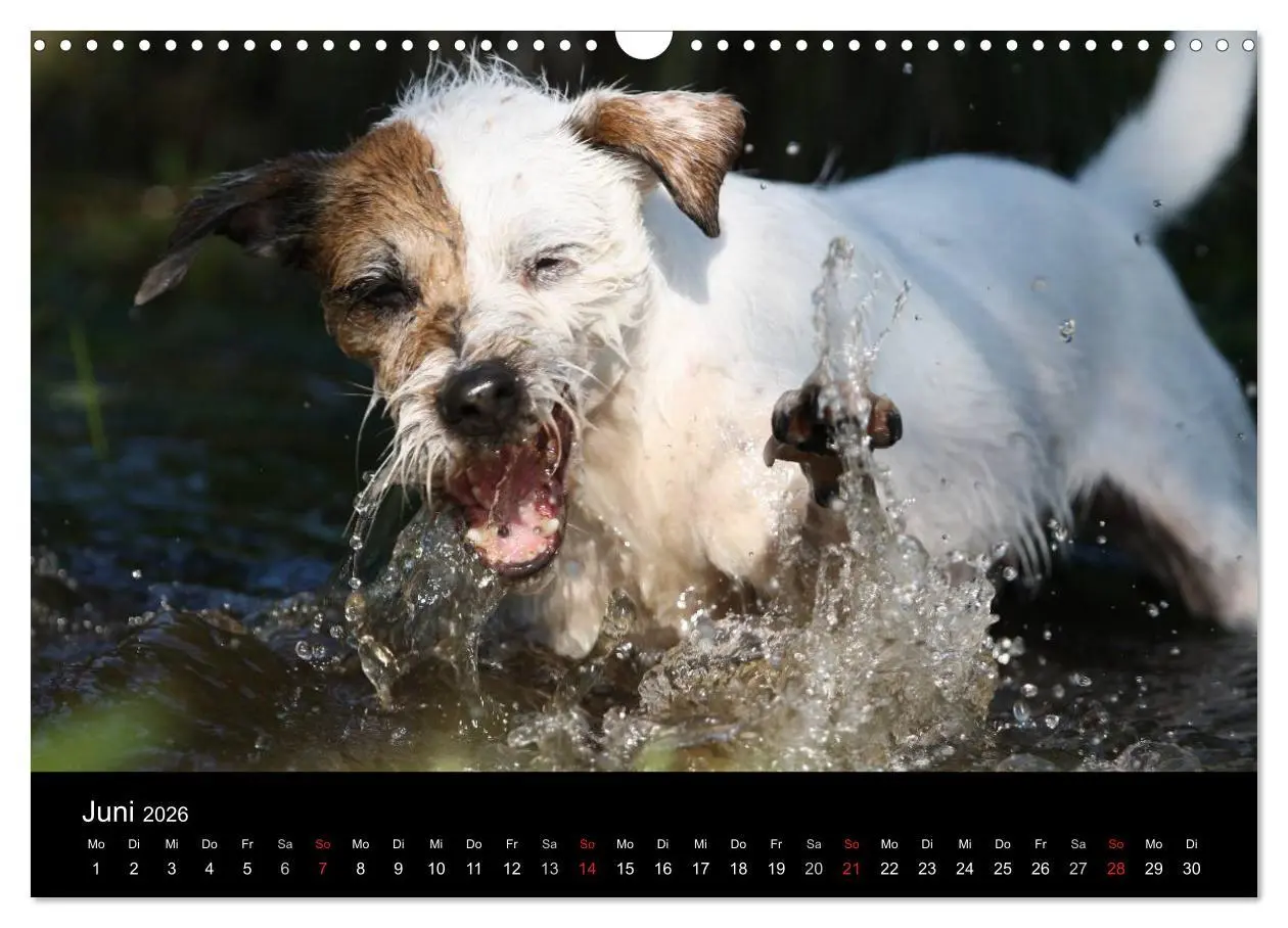 Bild: 9783457987070 | The Bravehearts und Freunde - Parson Russells (Wandkalender 2026...