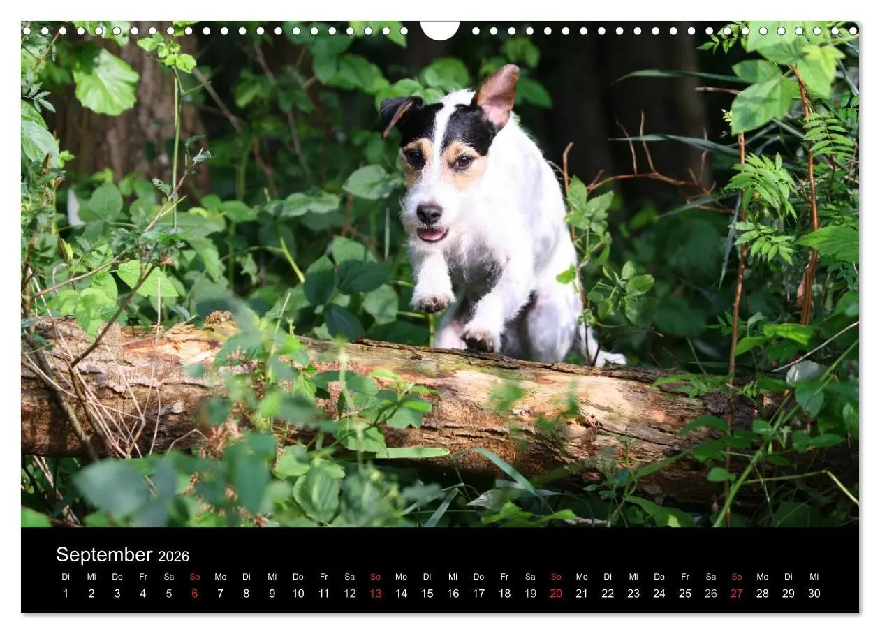 Bild: 9783457987070 | The Bravehearts und Freunde - Parson Russells (Wandkalender 2026...