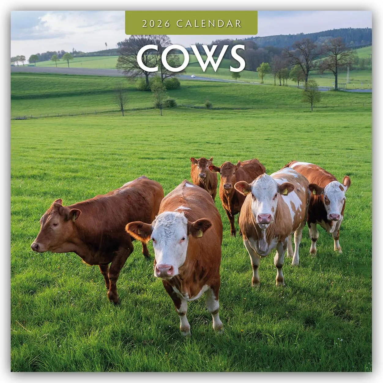 Cover: 9781804427170 | Cows 2026 Square Wall Calendar | Red Robin | Taschenbuch | 13 S.