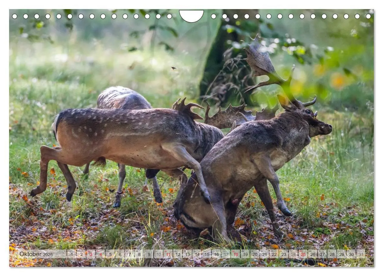 Bild: 9783516067170 | Emotionale Momente: Das Damwild. (Wandkalender 2026 DIN A4 quer),...