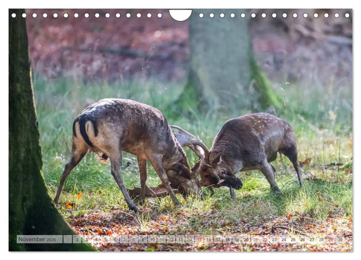 Bild: 9783516067170 | Emotionale Momente: Das Damwild. (Wandkalender 2026 DIN A4 quer),...