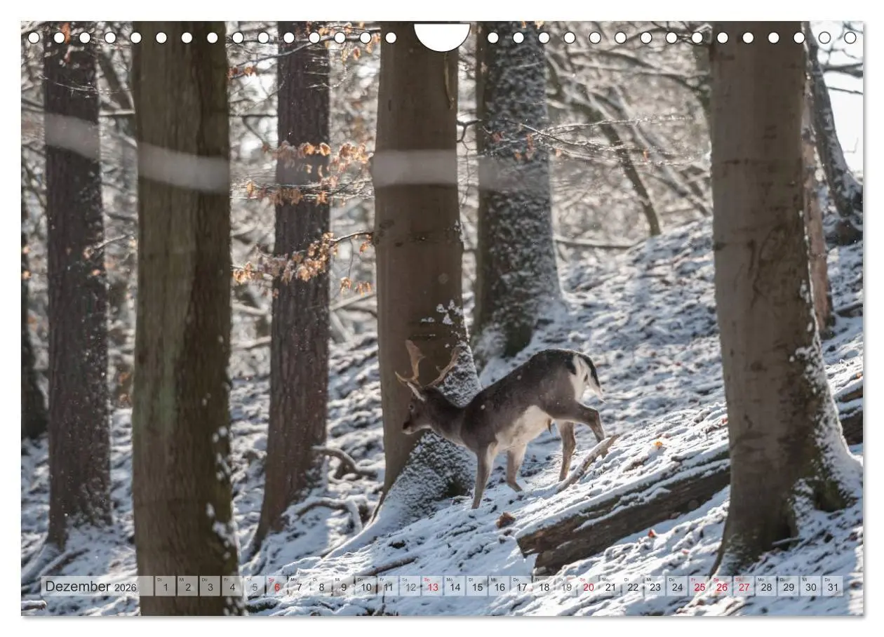 Bild: 9783516067170 | Emotionale Momente: Das Damwild. (Wandkalender 2026 DIN A4 quer),...
