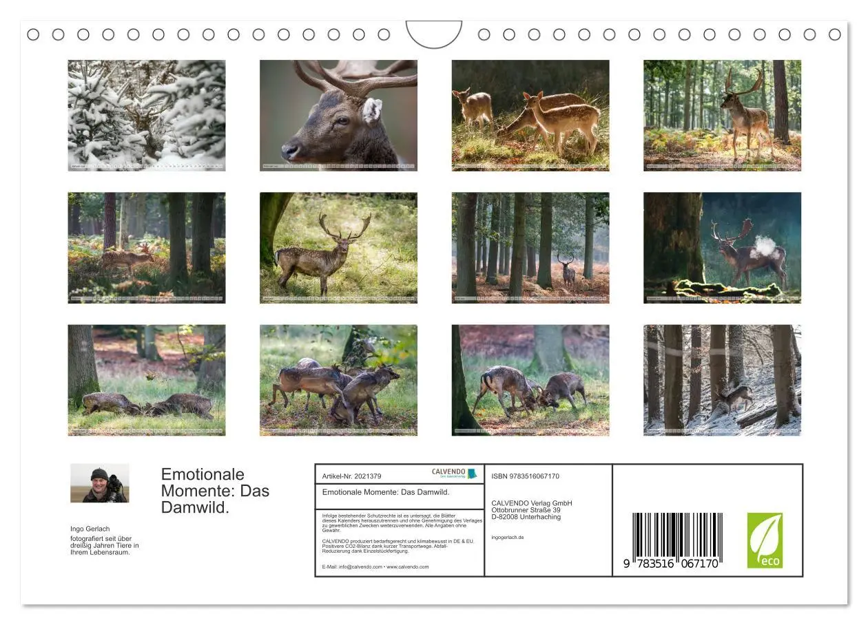 Bild: 9783516067170 | Emotionale Momente: Das Damwild. (Wandkalender 2026 DIN A4 quer),...