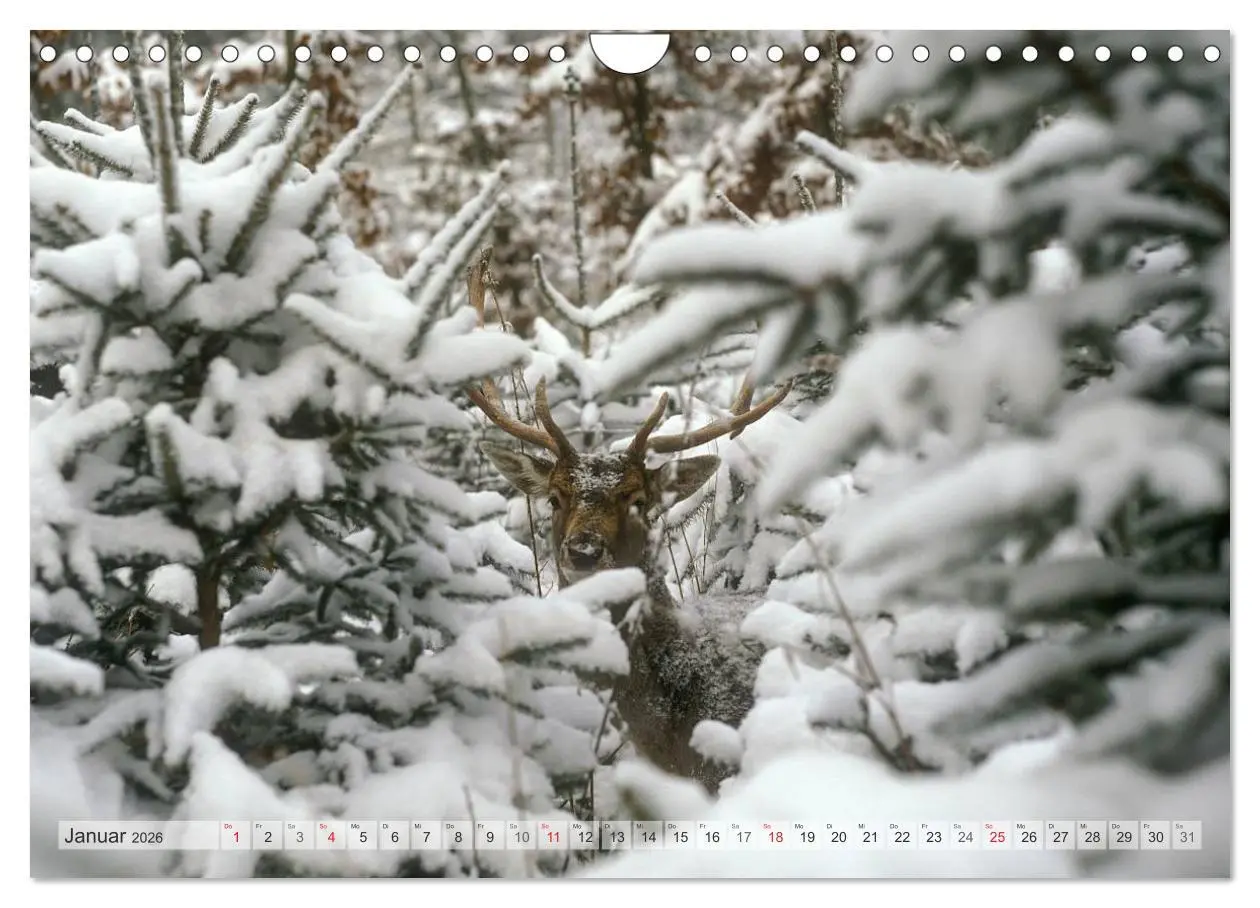 Bild: 9783516067170 | Emotionale Momente: Das Damwild. (Wandkalender 2026 DIN A4 quer),...