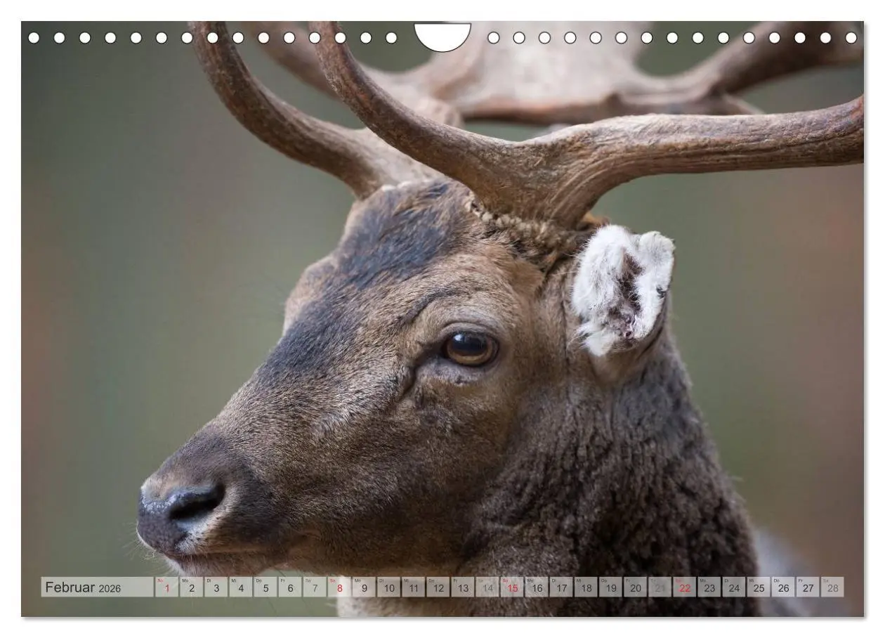 Bild: 9783516067170 | Emotionale Momente: Das Damwild. (Wandkalender 2026 DIN A4 quer),...