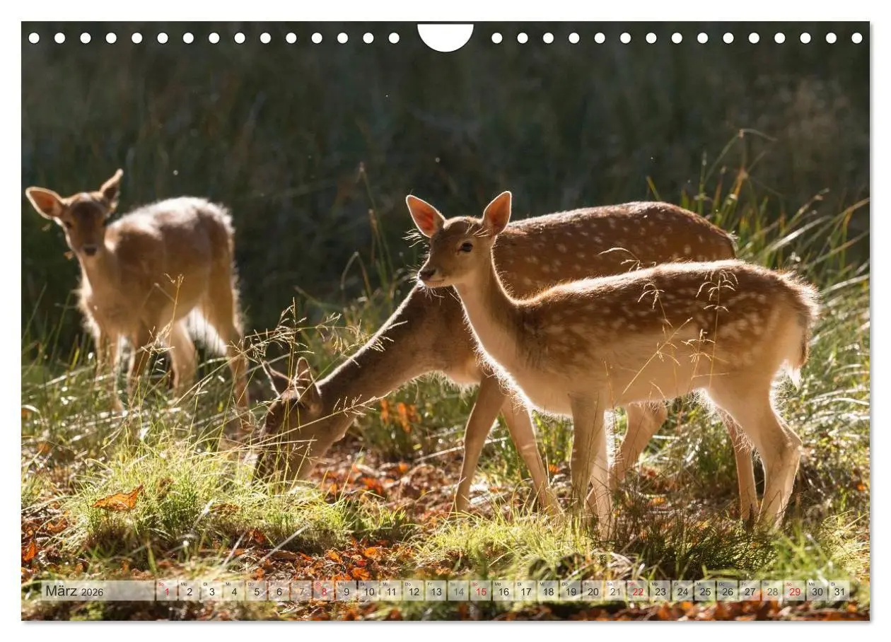 Bild: 9783516067170 | Emotionale Momente: Das Damwild. (Wandkalender 2026 DIN A4 quer),...