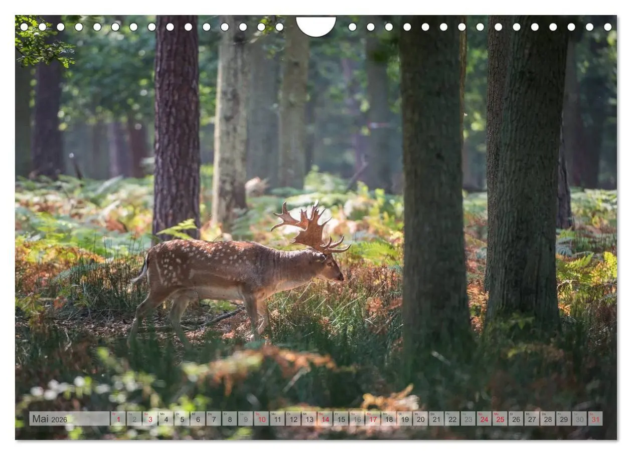 Bild: 9783516067170 | Emotionale Momente: Das Damwild. (Wandkalender 2026 DIN A4 quer),...