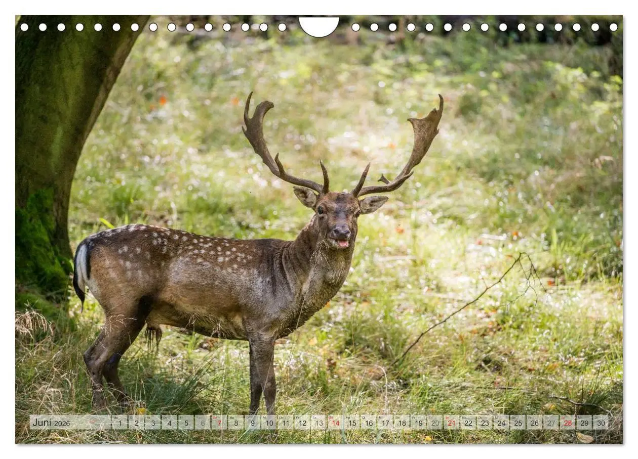 Bild: 9783516067170 | Emotionale Momente: Das Damwild. (Wandkalender 2026 DIN A4 quer),...