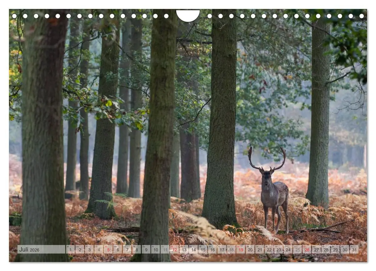 Bild: 9783516067170 | Emotionale Momente: Das Damwild. (Wandkalender 2026 DIN A4 quer),...