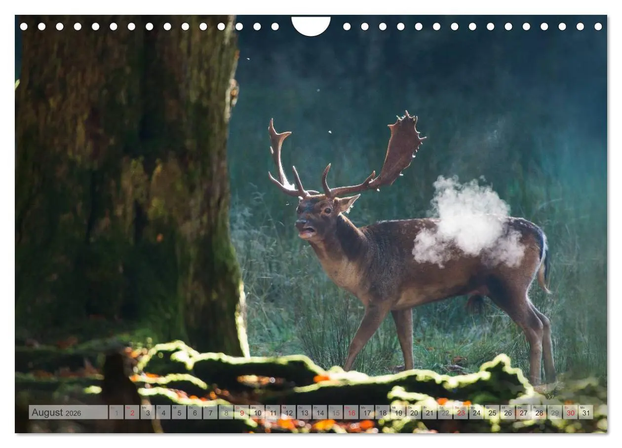 Bild: 9783516067170 | Emotionale Momente: Das Damwild. (Wandkalender 2026 DIN A4 quer),...