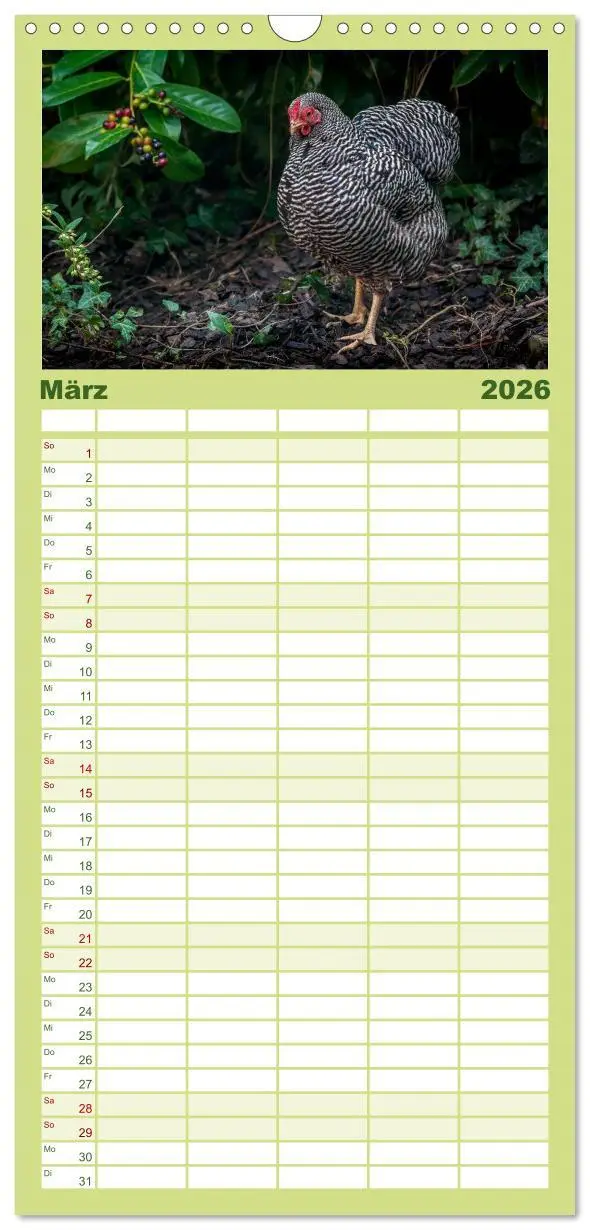 Bild: 9783516517170 | Familienplaner 2026 - Gartenhühner mit 5 Spalten (Wandkalender, 21...