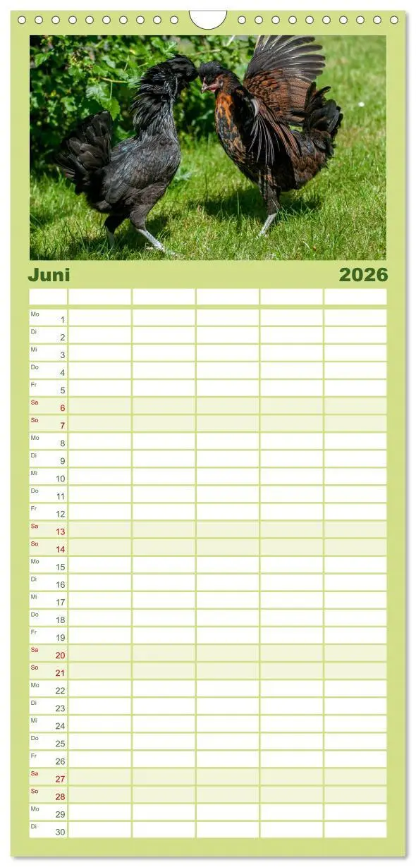 Bild: 9783516517170 | Familienplaner 2026 - Gartenhühner mit 5 Spalten (Wandkalender, 21...