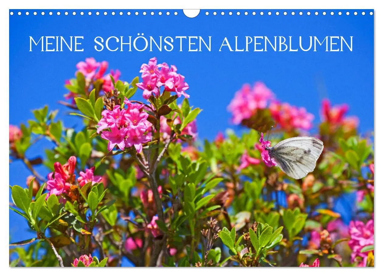 Cover: 9783457277270 | Meine schönsten Alpenblumen (Wandkalender 2026 DIN A3 quer),...
