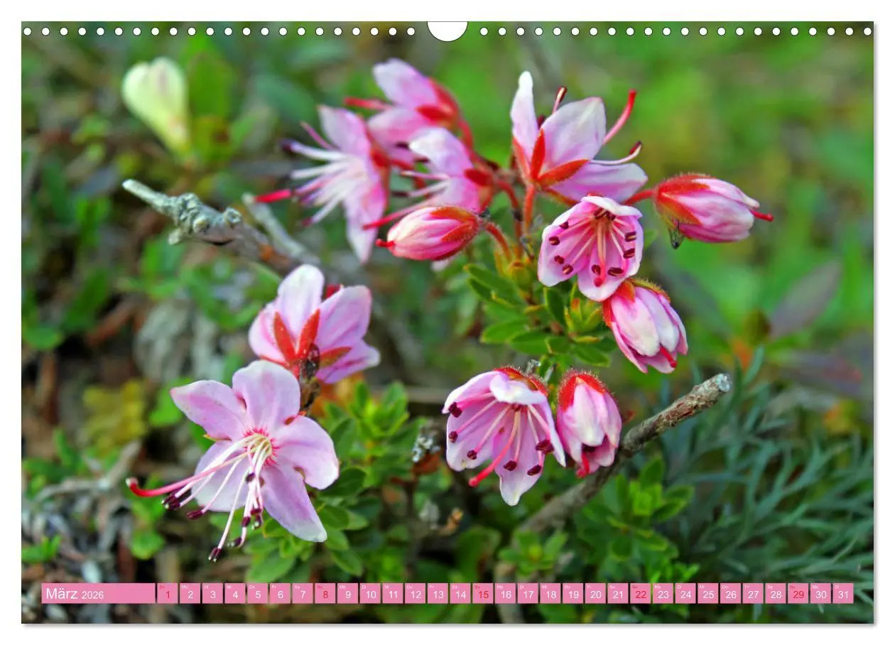 Bild: 9783457277270 | Meine schönsten Alpenblumen (Wandkalender 2026 DIN A3 quer),...