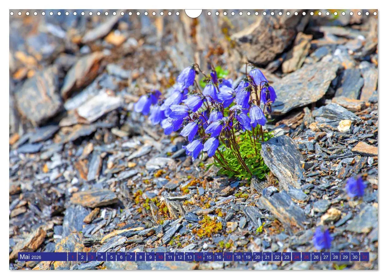 Bild: 9783457277270 | Meine schönsten Alpenblumen (Wandkalender 2026 DIN A3 quer),...