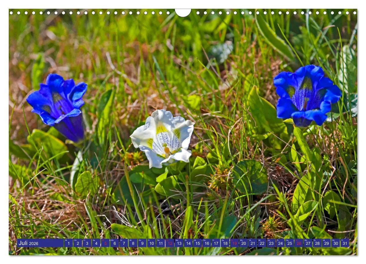 Bild: 9783457277270 | Meine schönsten Alpenblumen (Wandkalender 2026 DIN A3 quer),...