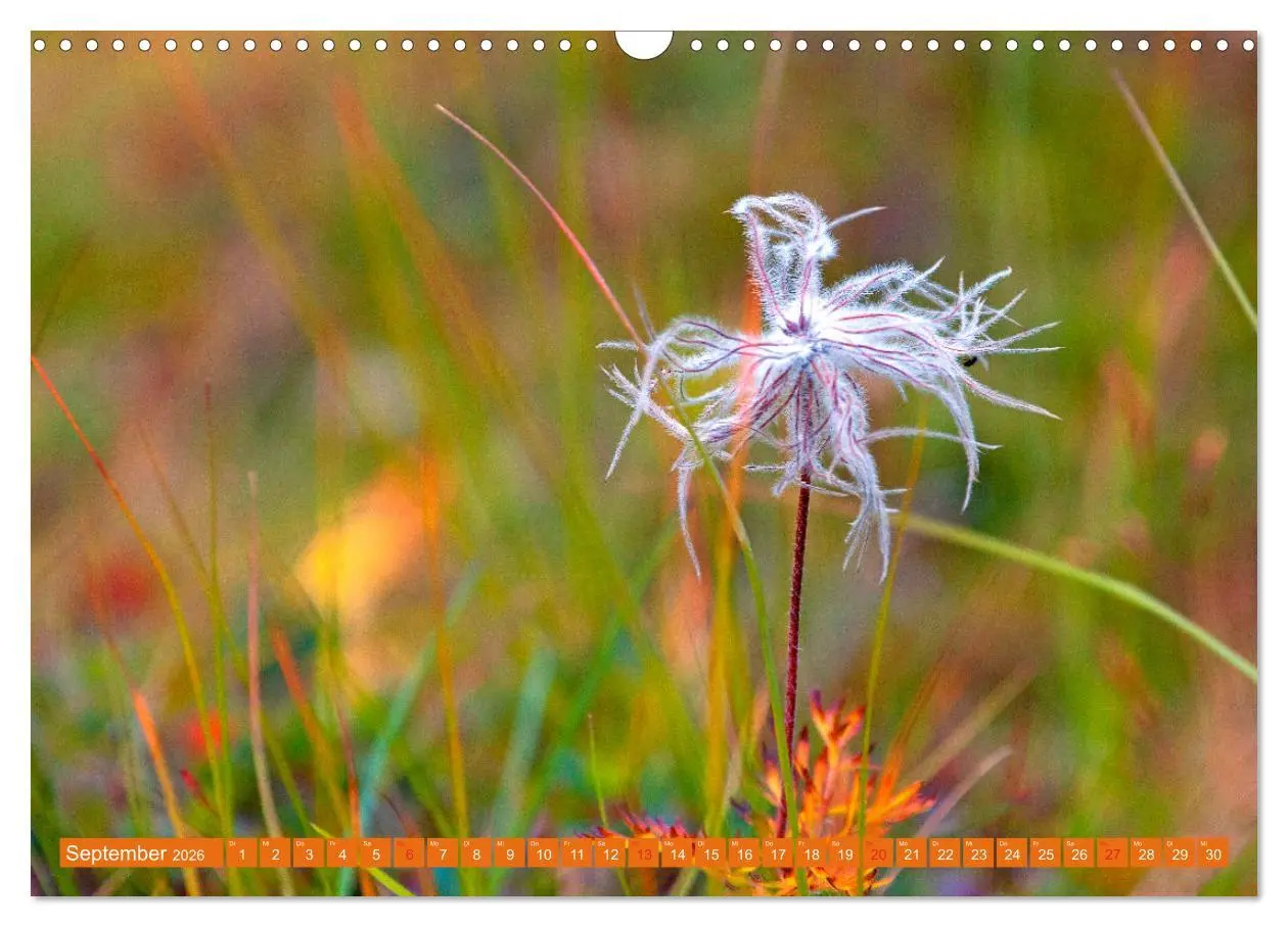 Bild: 9783457277270 | Meine schönsten Alpenblumen (Wandkalender 2026 DIN A3 quer),...