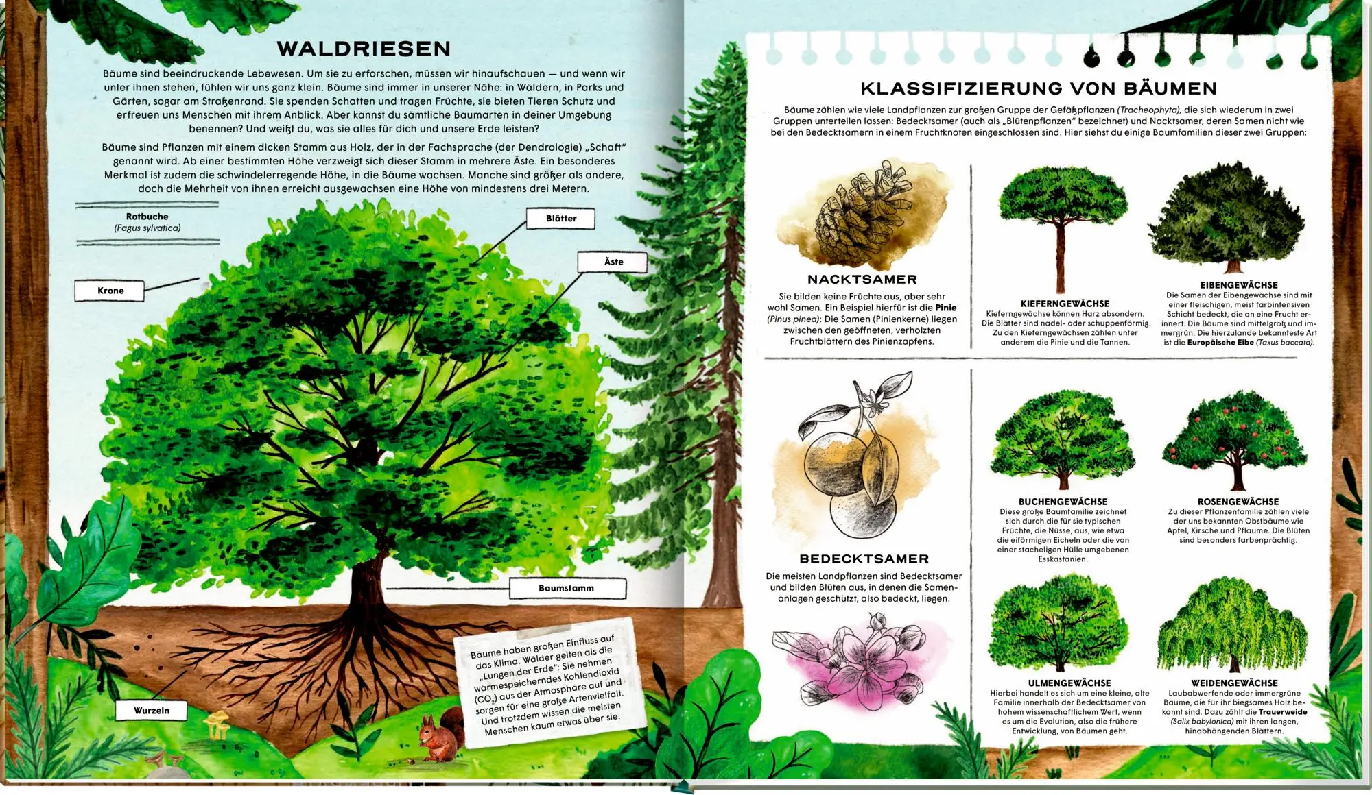 Bild: 9783649647270 | Die geheime Welt der Bäume | Ein Sachbilderbuch | Laura Fraile | Buch
