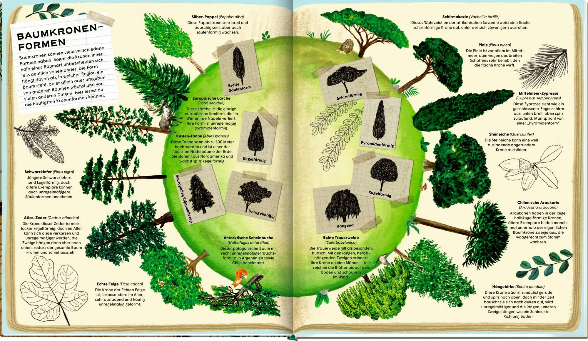Bild: 9783649647270 | Die geheime Welt der Bäume | Ein Sachbilderbuch | Laura Fraile | Buch