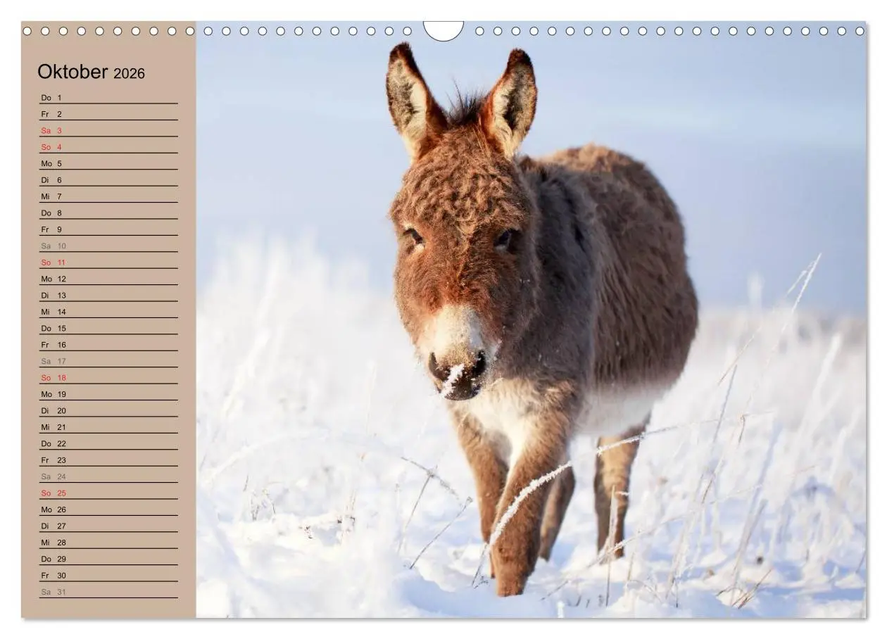 Bild: 9783516117370 | Das Esel-Paradies - Hunde und andere Feunde (Wandkalender 2026 DIN...