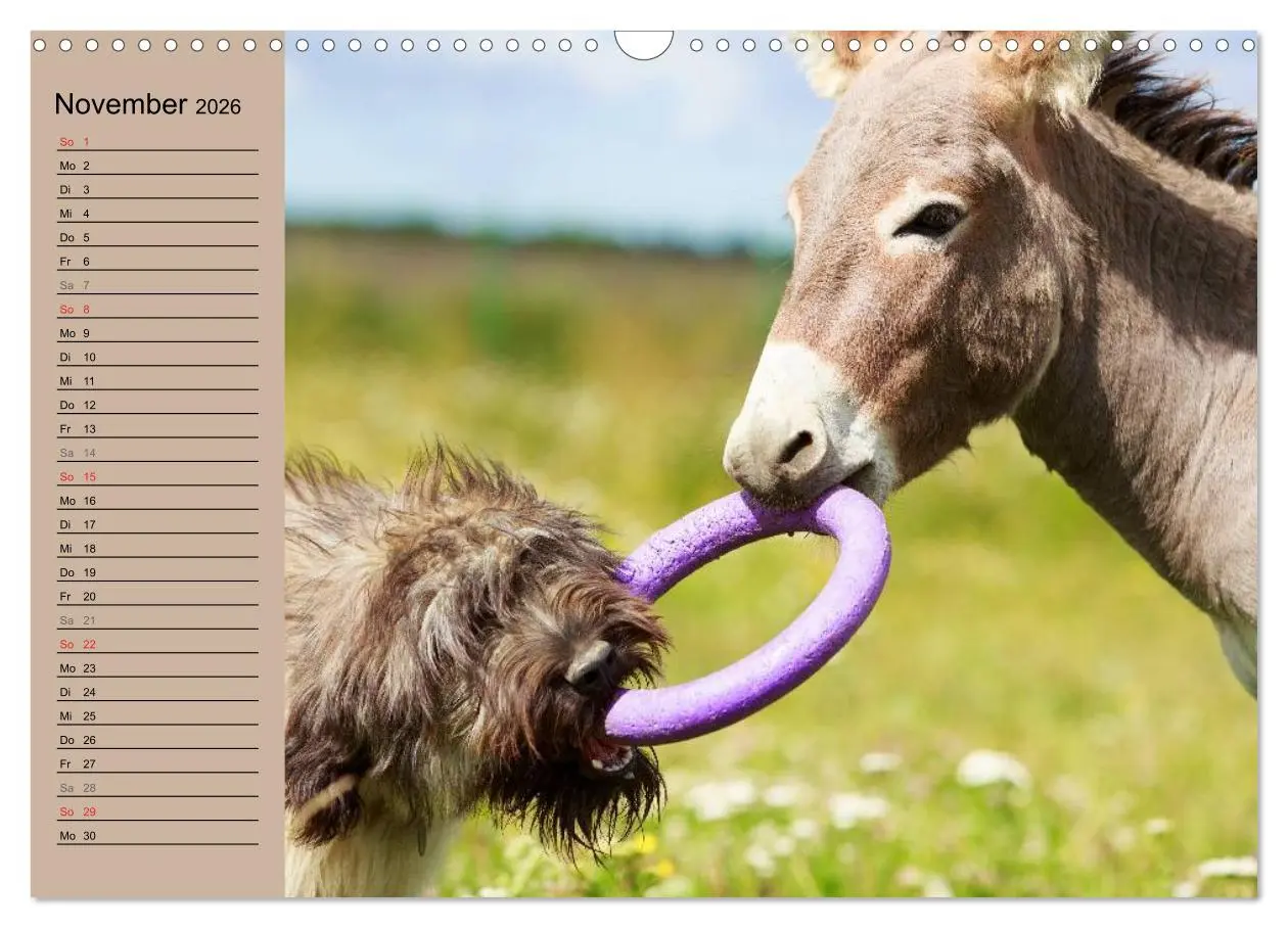 Bild: 9783516117370 | Das Esel-Paradies - Hunde und andere Feunde (Wandkalender 2026 DIN...