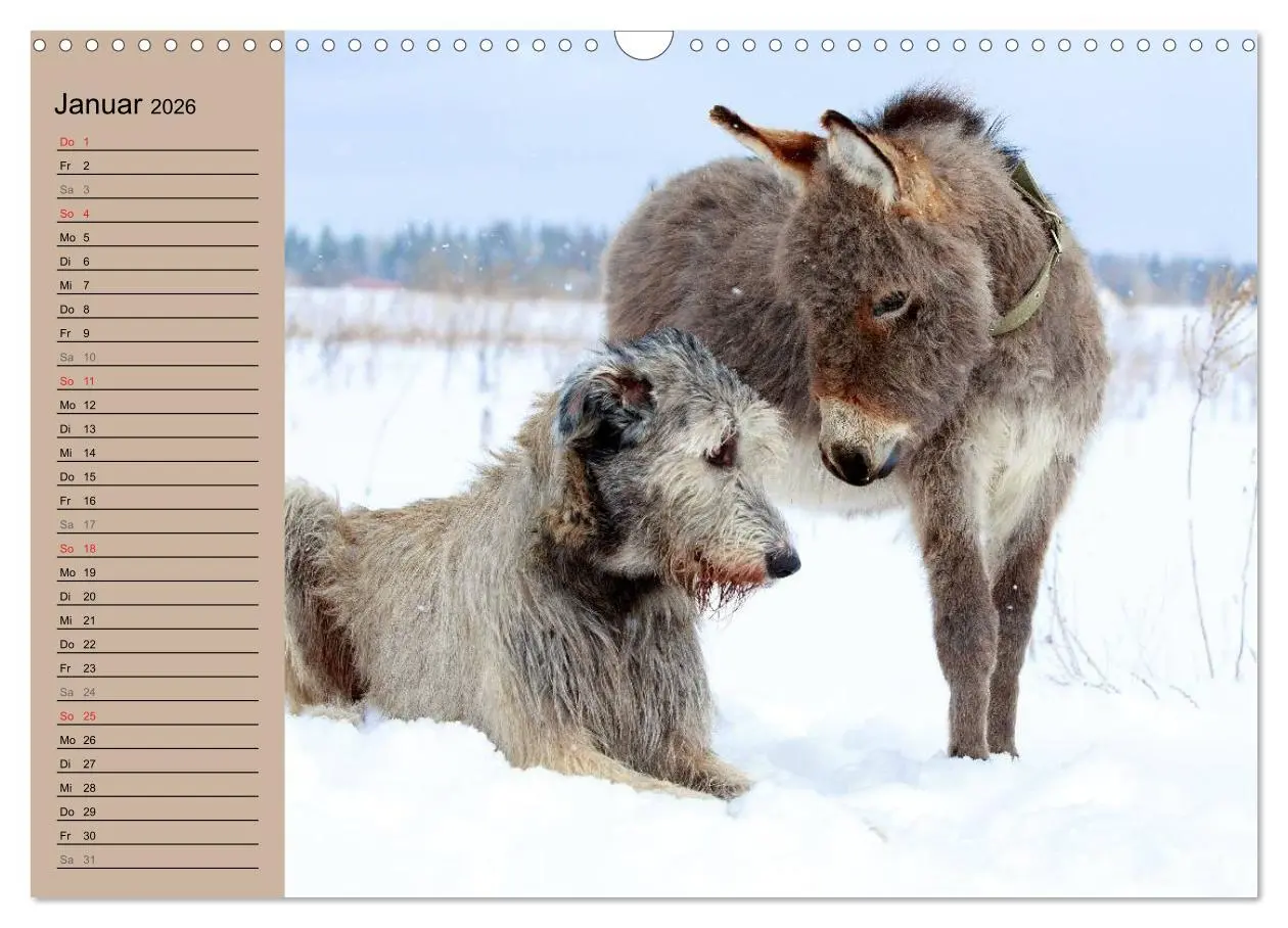 Bild: 9783516117370 | Das Esel-Paradies - Hunde und andere Feunde (Wandkalender 2026 DIN...