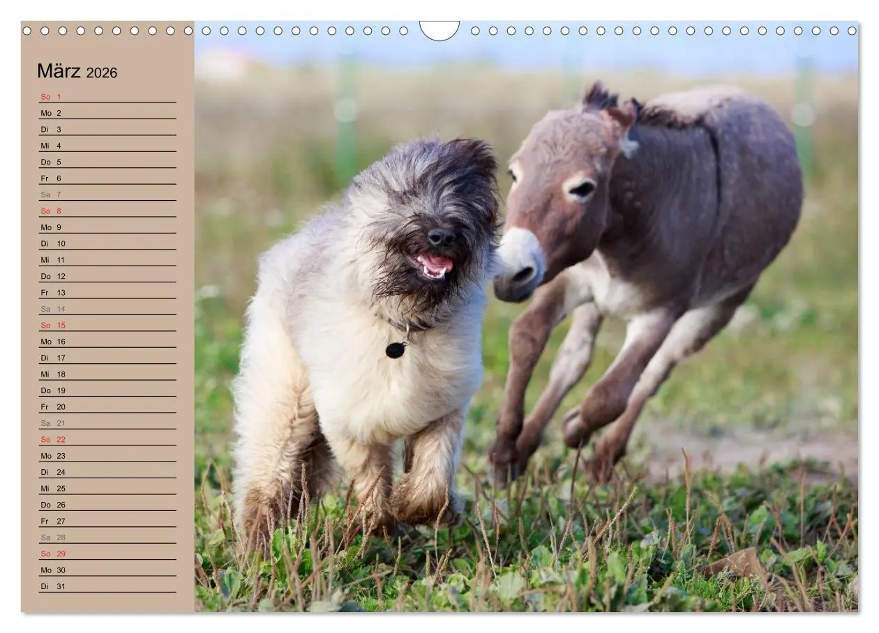 Bild: 9783516117370 | Das Esel-Paradies - Hunde und andere Feunde (Wandkalender 2026 DIN...