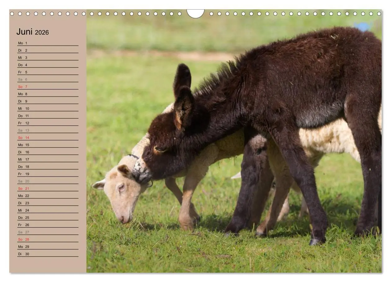 Bild: 9783516117370 | Das Esel-Paradies - Hunde und andere Feunde (Wandkalender 2026 DIN...