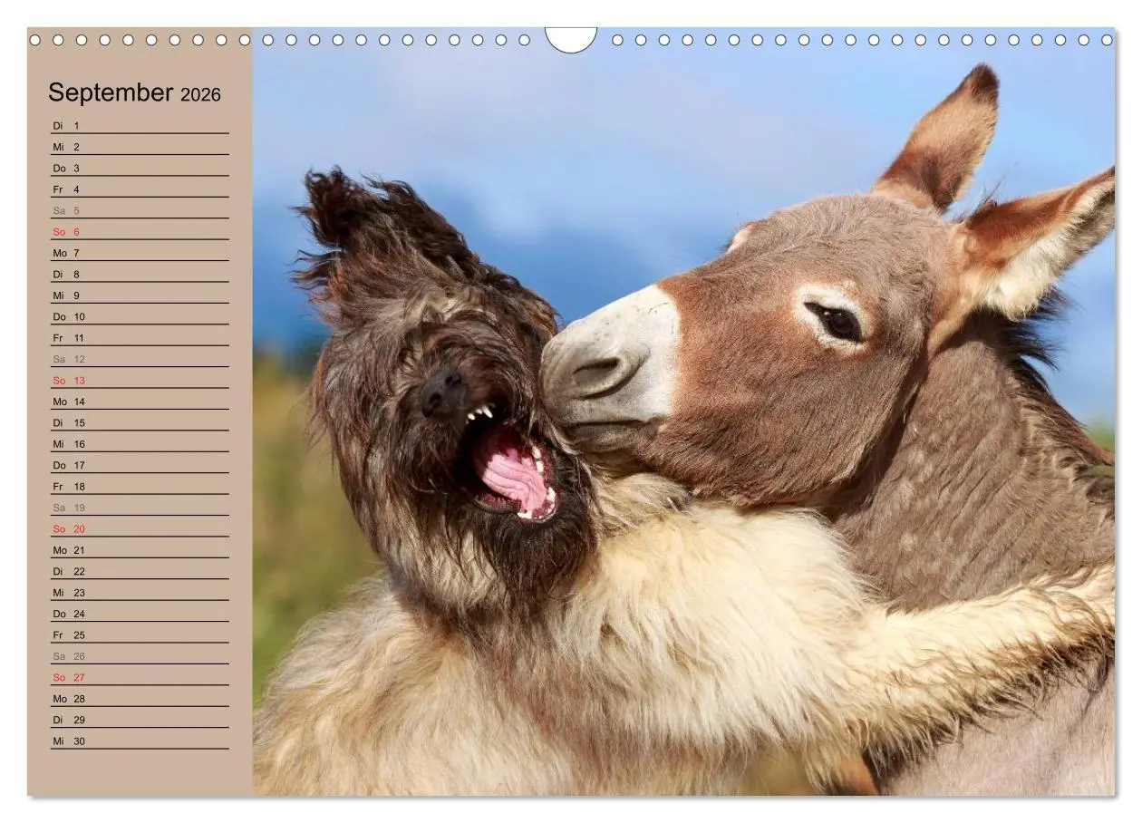 Bild: 9783516117370 | Das Esel-Paradies - Hunde und andere Feunde (Wandkalender 2026 DIN...