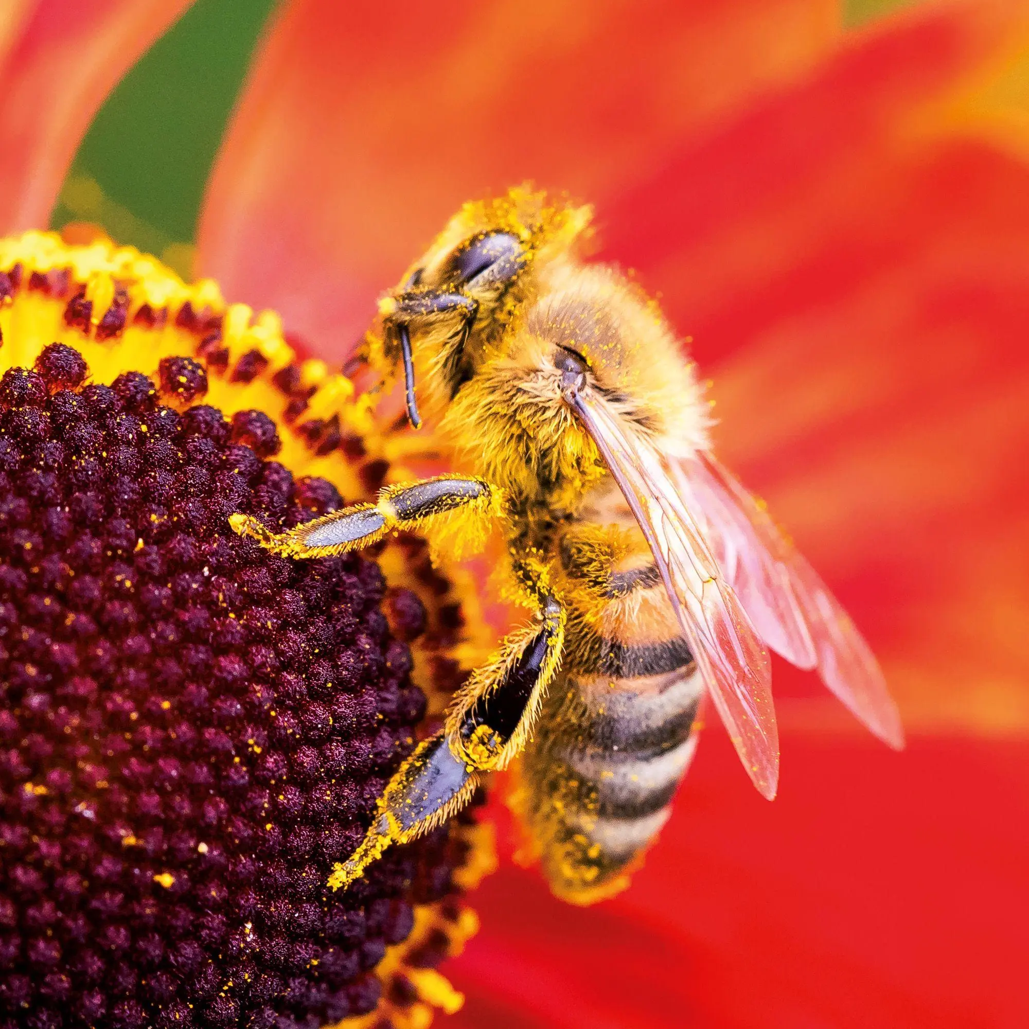 Bild: 9783959297370 | Bienen / Bees 2027 | Kalender 2027 | Kalender | Artwork Edition | 2027