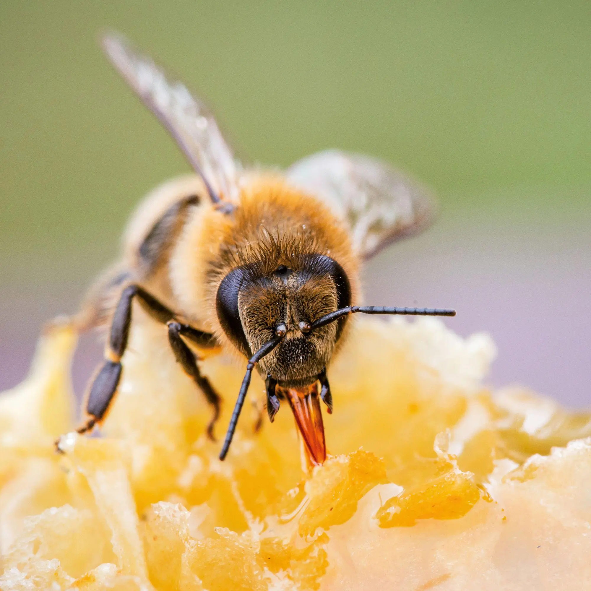Bild: 9783959297370 | Bienen / Bees 2027 | Kalender 2027 | Kalender | Artwork Edition | 2027