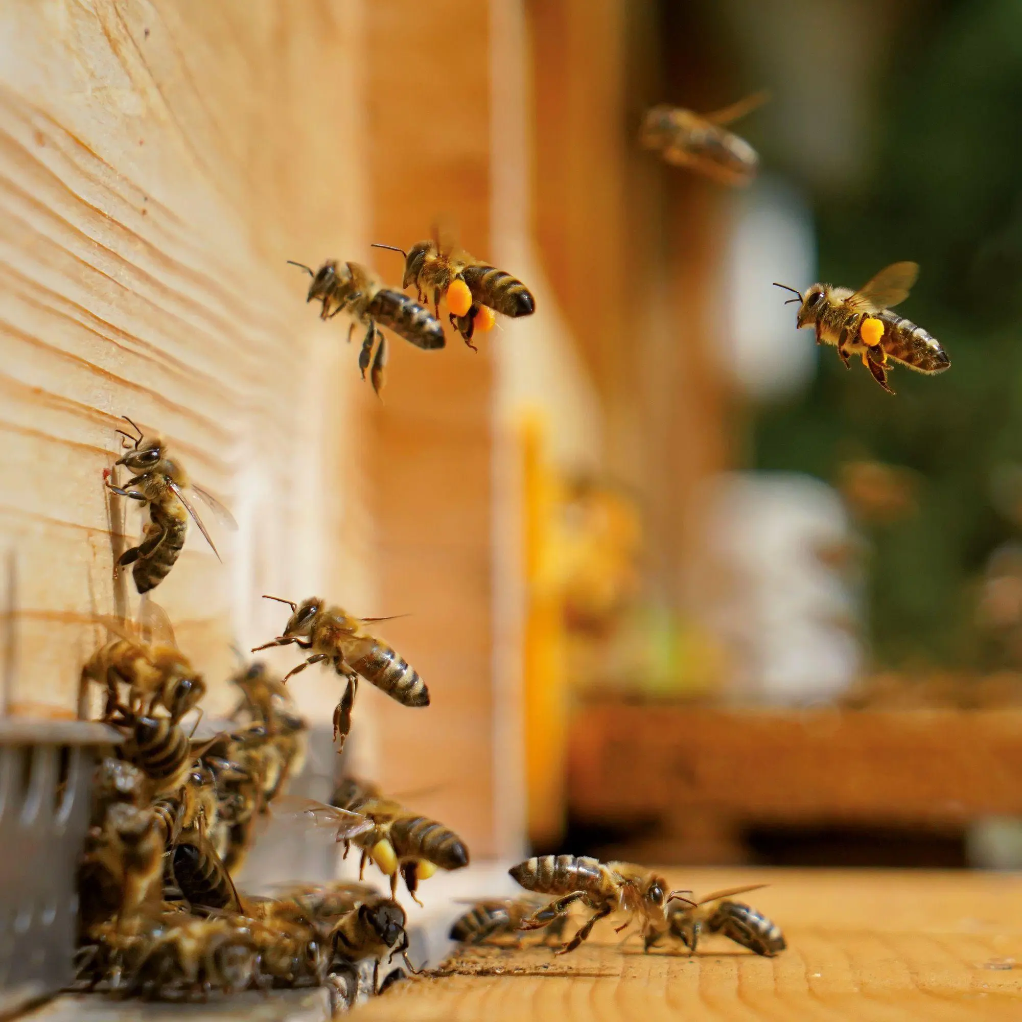 Bild: 9783959297370 | Bienen / Bees 2027 | Kalender 2027 | Kalender | Artwork Edition | 2027