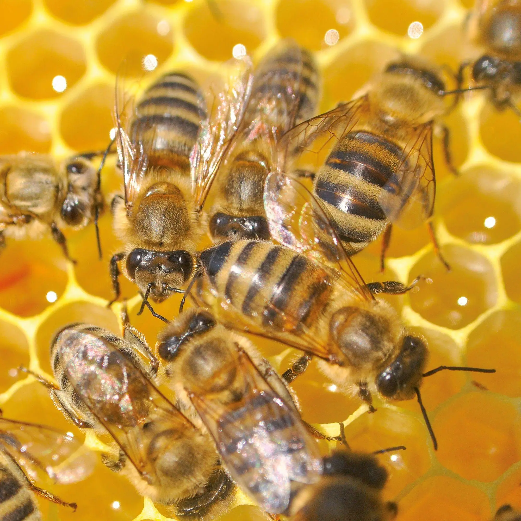 Bild: 9783959297370 | Bienen / Bees 2027 | Kalender 2027 | Kalender | Artwork Edition | 2027