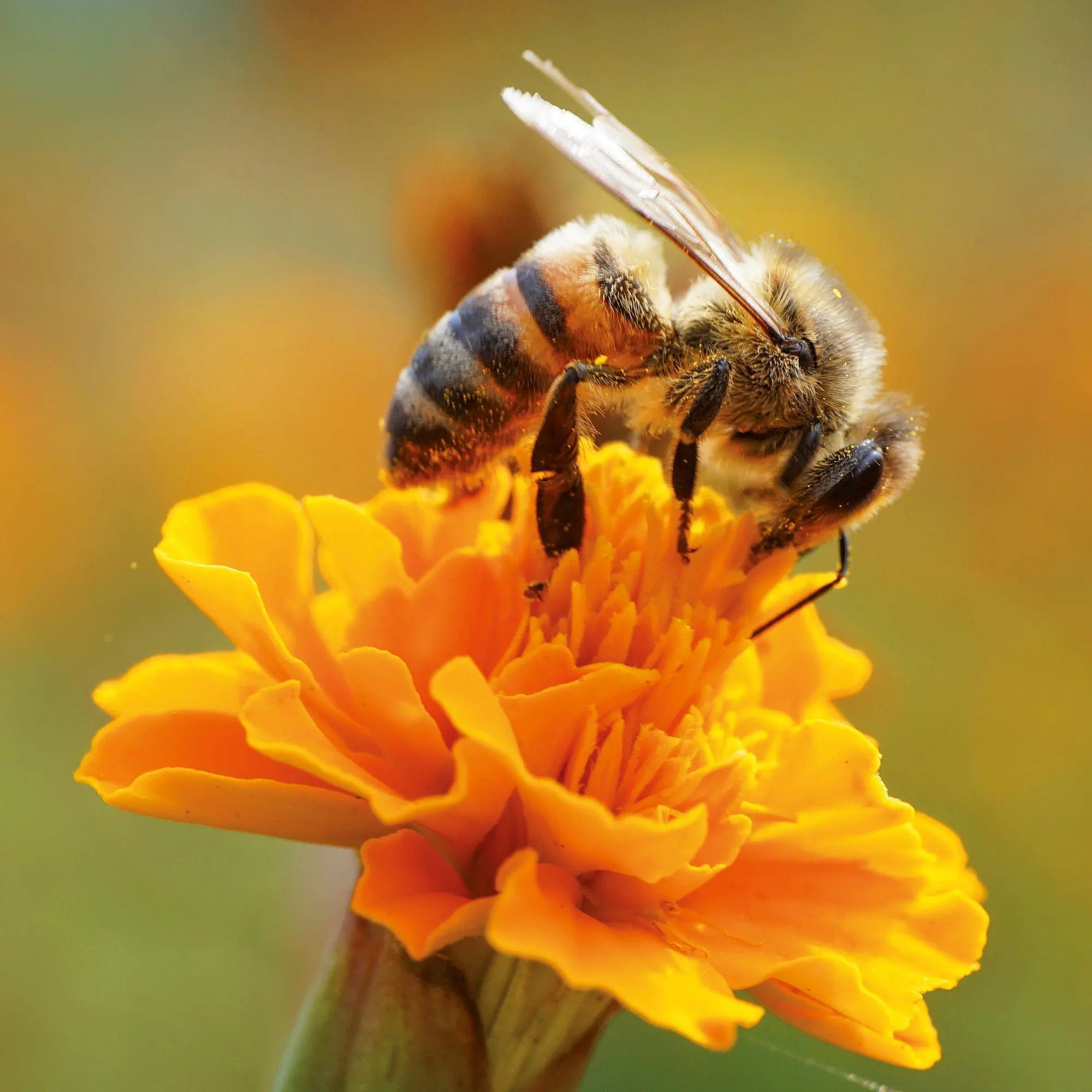Bild: 9783959297370 | Bienen / Bees 2027 | Kalender 2027 | Kalender | Artwork Edition | 2027