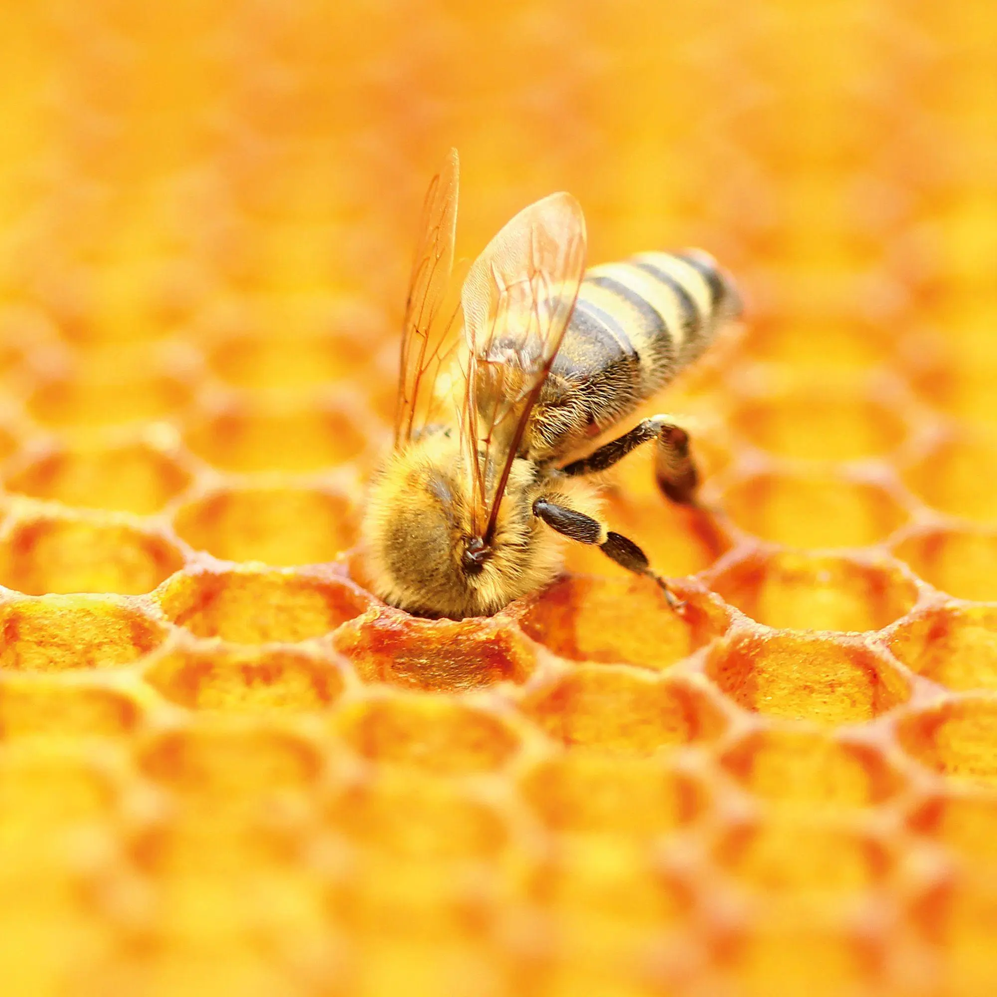 Bild: 9783959297370 | Bienen / Bees 2027 | Kalender 2027 | Kalender | Artwork Edition | 2027
