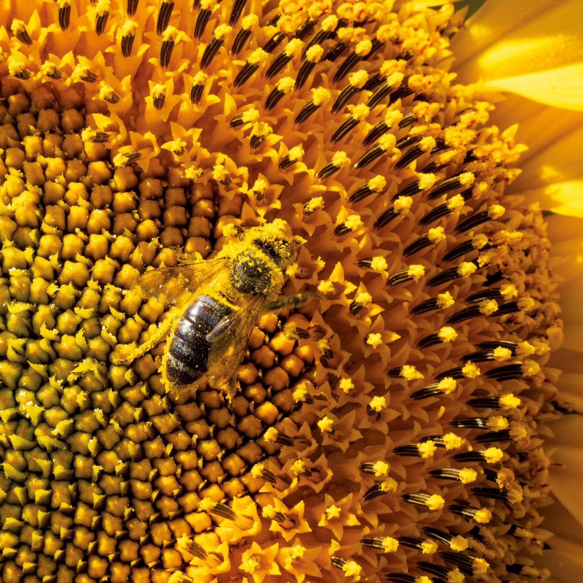 Bild: 9783959297370 | Bienen / Bees 2027 | Kalender 2027 | Kalender | Artwork Edition | 2027