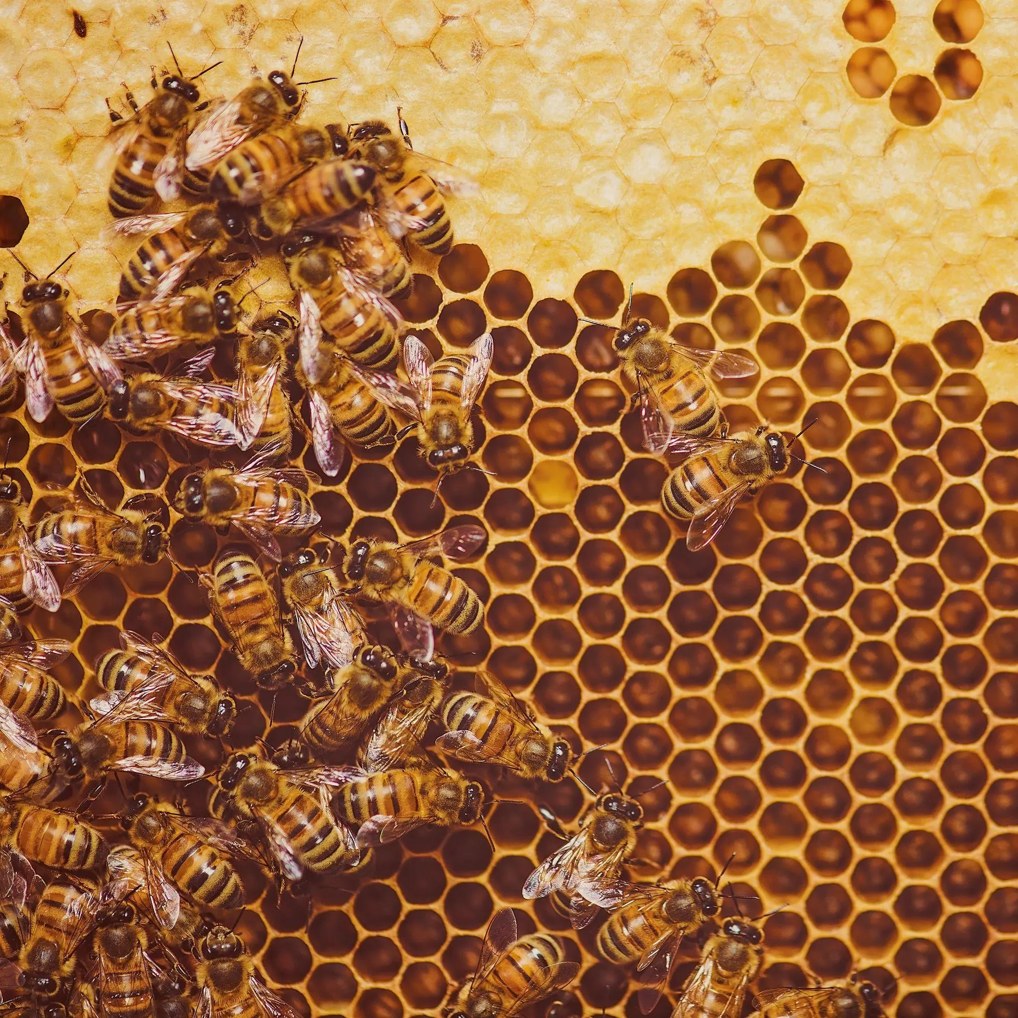 Bild: 9783959297370 | Bienen / Bees 2027 | Kalender 2027 | Kalender | Artwork Edition | 2027